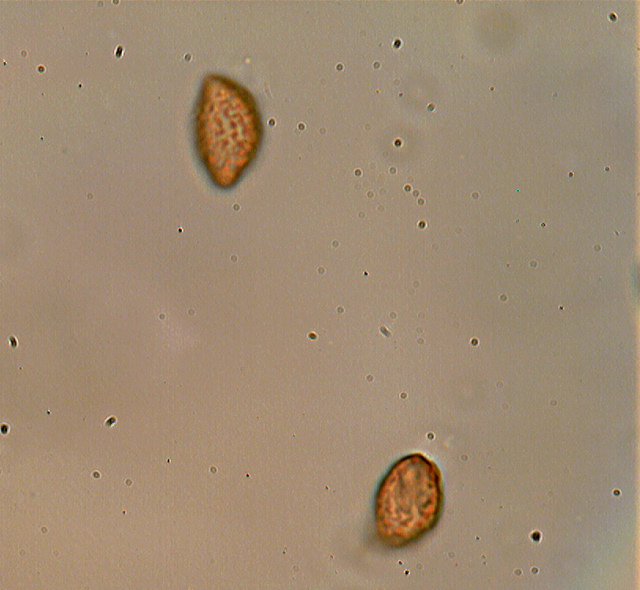 Messa a punto del microscopio